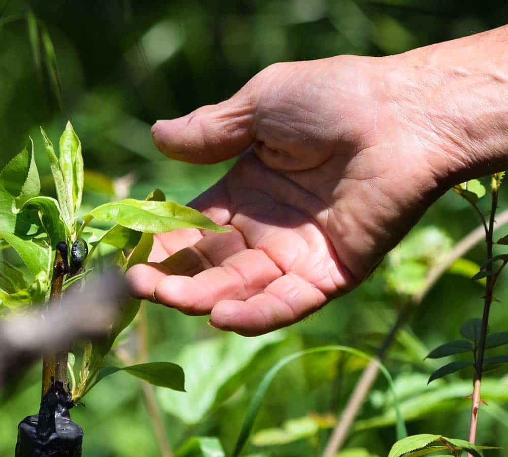 TREE & SHRUB INSECT CONTROL & FERTILIZATION TREE & SHRUB INSECT CONTROL & FERTILIZATION