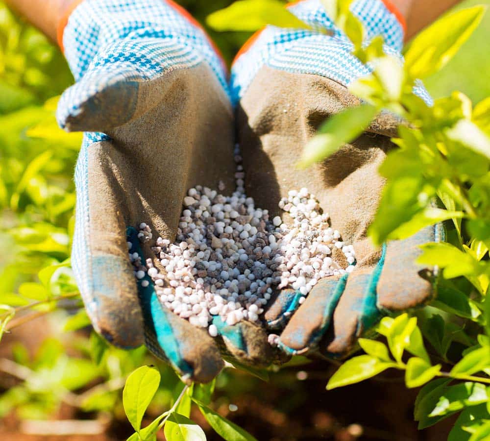 person with gardening gloves holding fertilizer next to plants