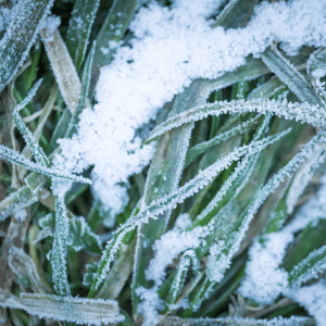 Frost Grass