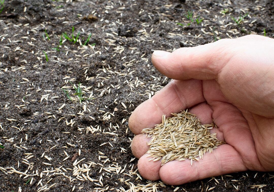Fall Core Aeration and Over-Seeding_ Why Do It 3 Fall Core Aeration and Over-Seeding_ Why Do It 3