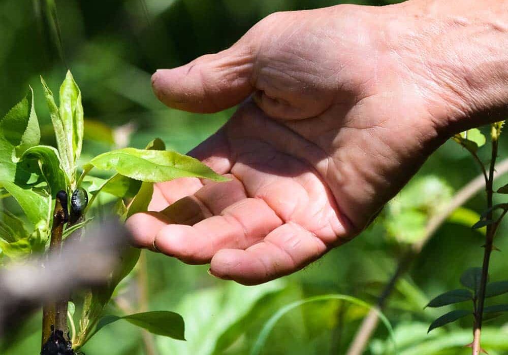 TREE & SHRUB INSECT CONTROL & FERTILIZATION TREE & SHRUB INSECT CONTROL & FERTILIZATION