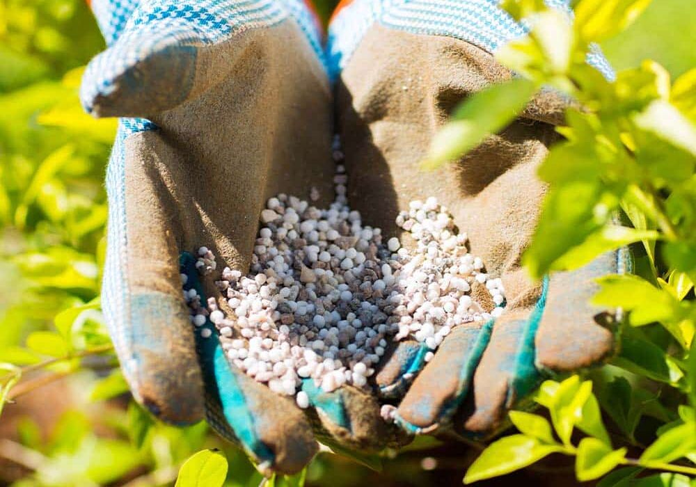 WHAT DO YOUR PLANTS NEED person with gardening gloves holding fertilizer next to plants